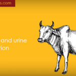 cow-dung-and-urine-solution