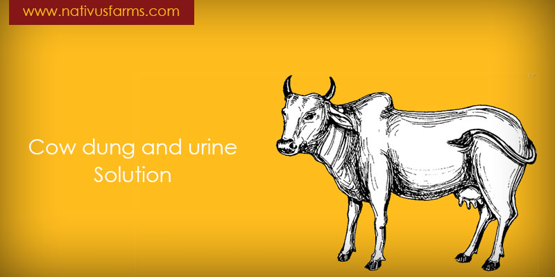 cow-dung-and-urine-solution