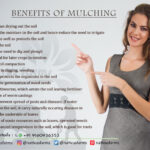 benefits_of_mulching_nativus_farms